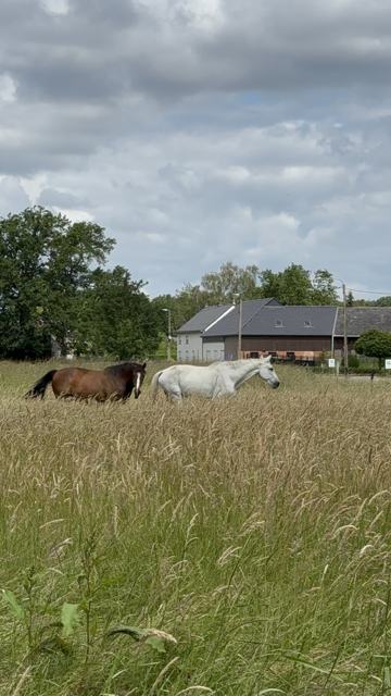 Een bruin en een wit paard in het hoge gras